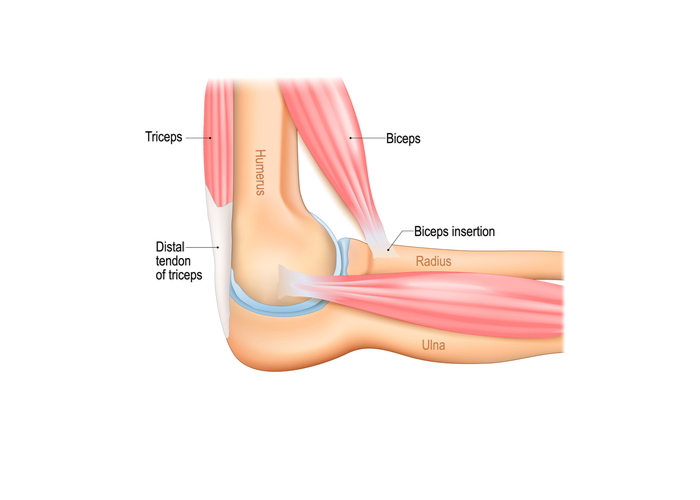 Elbow Anatomy | Santa Barbara CA